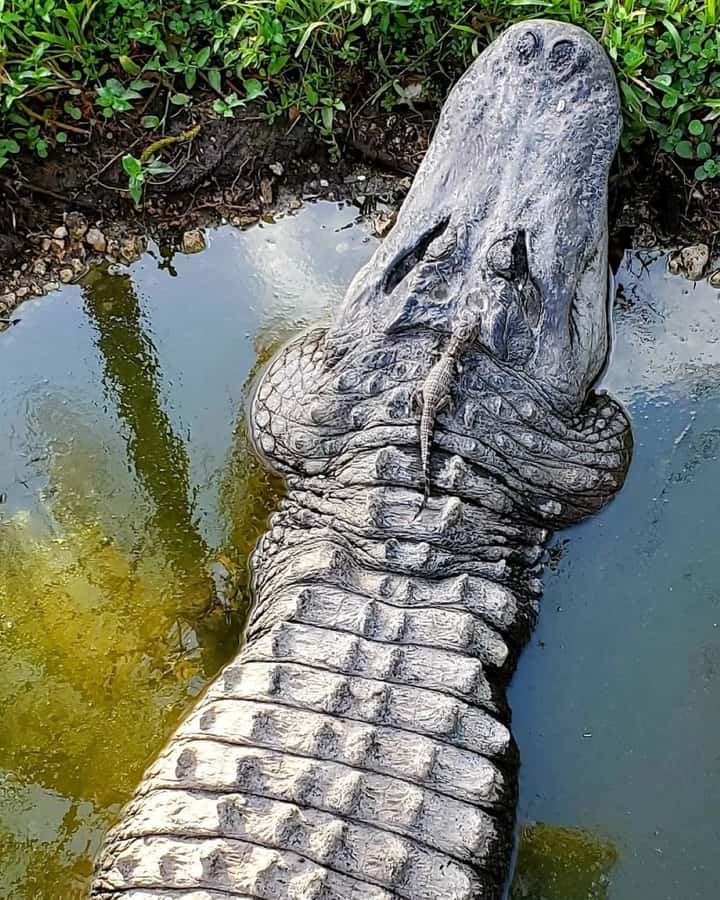 Private Everglades Tour:Explore the Beauty of the Everglades - Private nature walk: turning quick sightings into real understanding