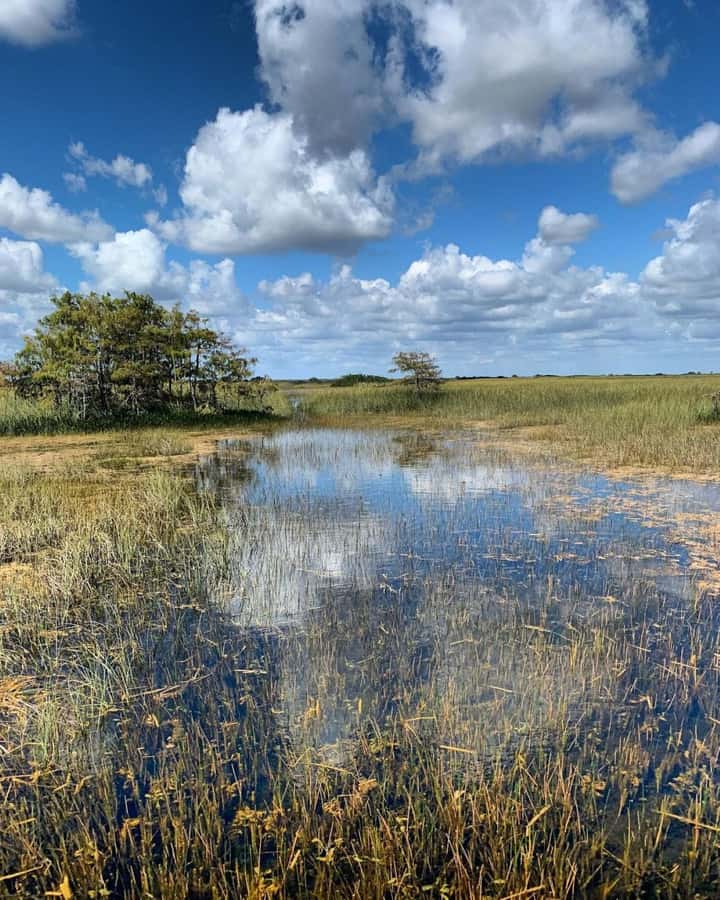 Private Everglades Tour:Explore the Beauty of the Everglades - Animals you can see in the Everglades (and how luck fits in)