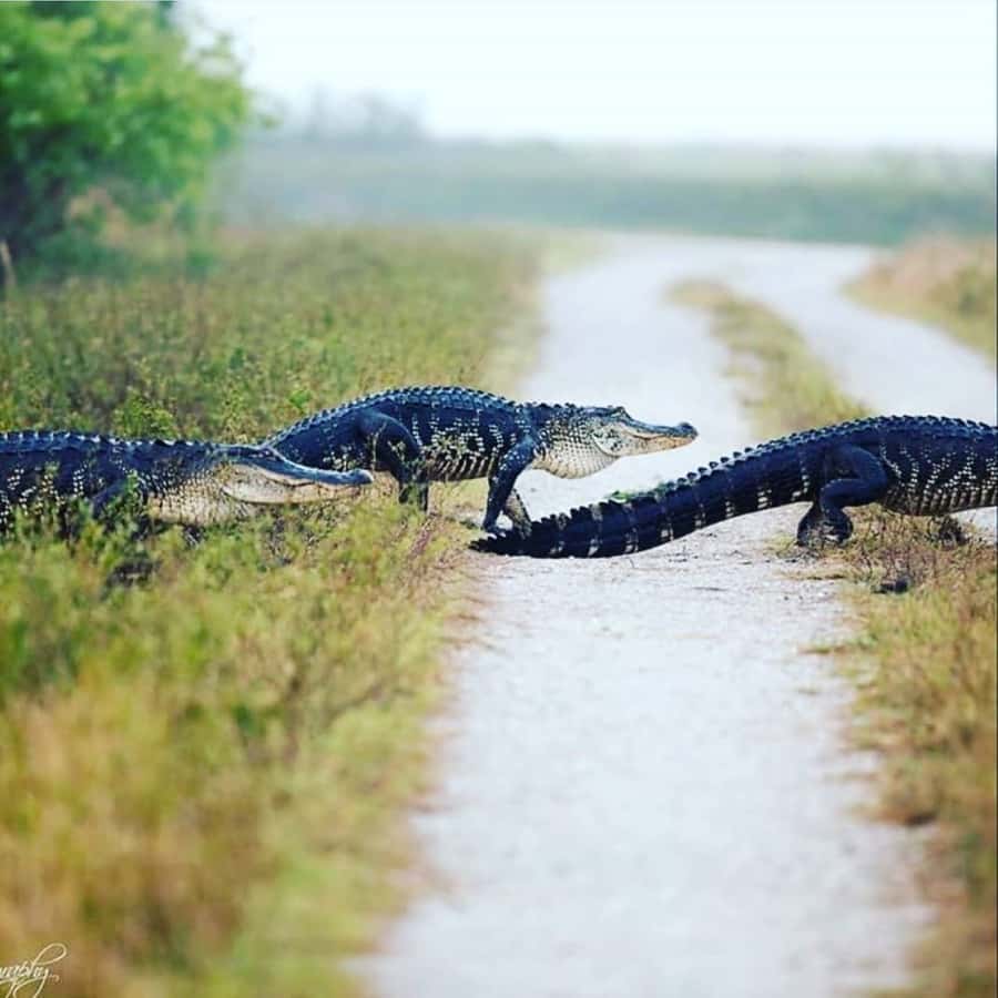 Private Everglades Tour:Explore the Beauty of the Everglades - Price and value: is $900 per group up to 2 worth it?