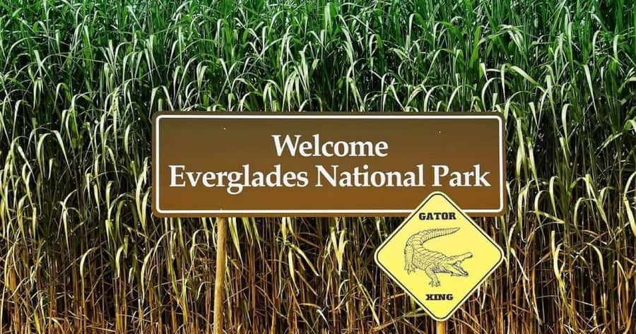 Private Everglades Tour:Explore the Beauty of the Everglades - Airboat ride in Everglades National Park: where you can spot wildlife
