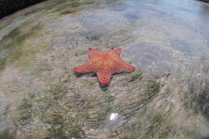 Private Guided Kayak or SUP Eco Adventure - Why Biscayne Bay paddling beats a standard beach day