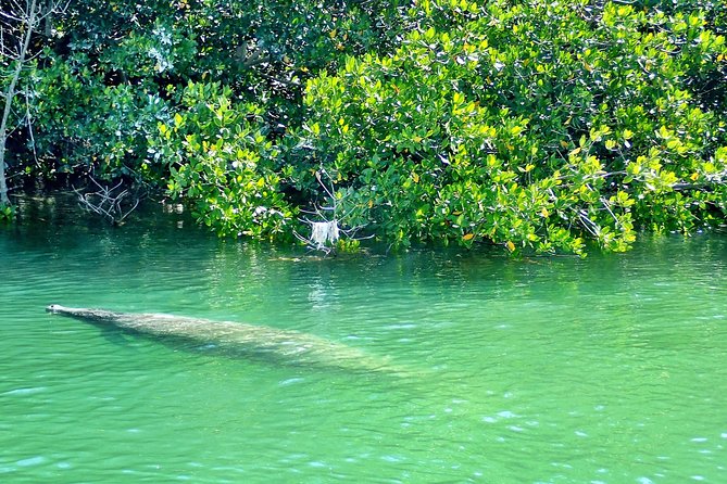 Private Guided Kayak or SUP Eco Adventure - Mangrove tunnels and wildlife rhythm on Biscayne Bay