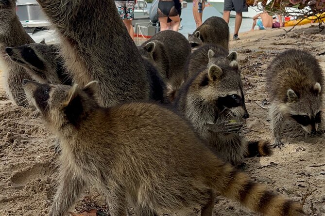Raccoon Island Boat Tour - Indian Creek, Sanbar and Raccoons - Why This Private Raccoon Island Boat Tour Feels Personal
