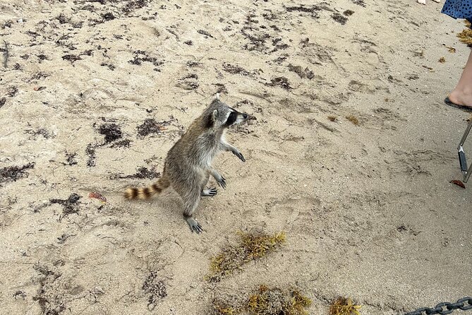 Raccoon Island Boat Tour - Indian Creek, Sanbar and Raccoons - Haulover Sandbar: Clear Views and a Real Miami Boating Pause