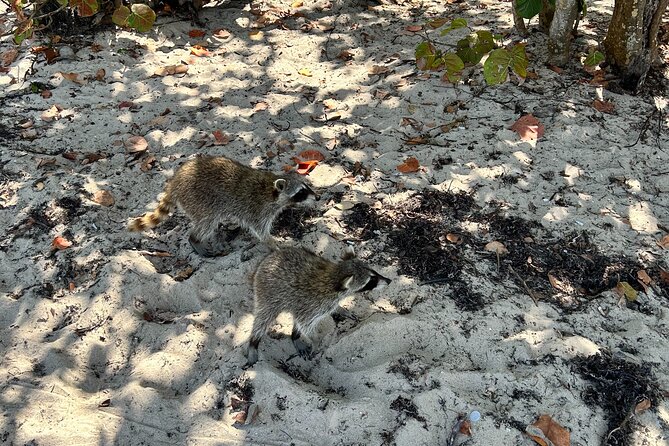 Raccoon Island Boat Tour - Indian Creek, Sanbar and Raccoons - BYOB, Floating Mat, and Bluetooth: What’s Actually Included