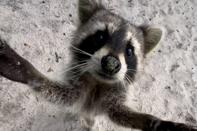 Raccoon Island Boat Tour - Indian Creek, Sanbar and Raccoons - Sandspur Island and the Wild Raccoons: Rules, Timing, and Reality
