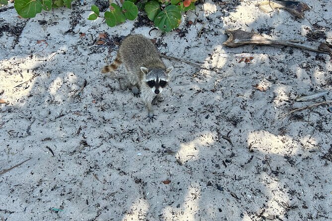 Raccoon Island Boat Tour - Indian Creek, Sanbar and Raccoons - Captain and Costs: The Part That Changes the Math