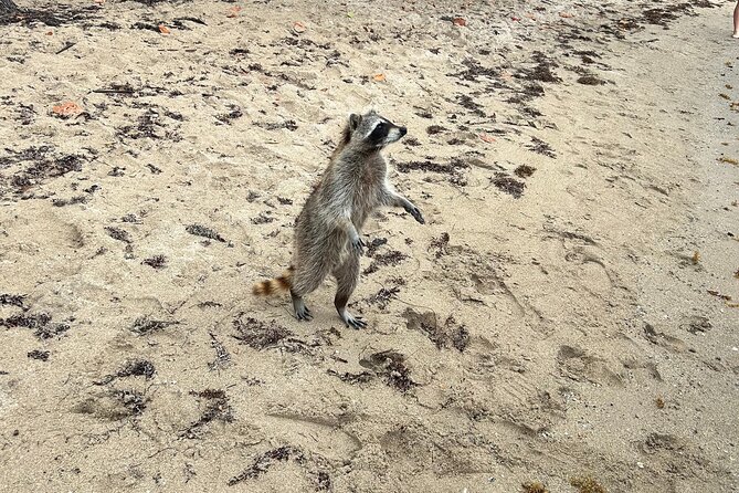 Raccoon Island Boat Tour - Indian Creek, Sanbar and Raccoons - Where to Meet on Miami Beach (and Why Parking Matters)