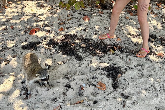 Raccoon Island Boat Tour - Indian Creek, Sanbar and Raccoons - Who This Tour Fits Best