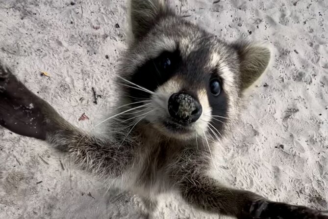 Raccoon Island Boat Tour - Indian Creek, Sanbar and Raccoons - Sandspur Island and the Wild Raccoons: Rules, Timing, and Reality