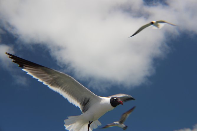 Small-group private Key West tour with expert guide - Price and logistics: what $977.18 per person buys you
