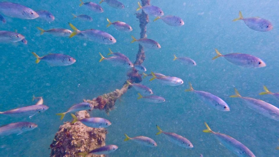 West Palm Beach: Beginner Scuba Diving Adventure with Videos - What Happens on Land: Your 10–15 Minute Starter Briefing