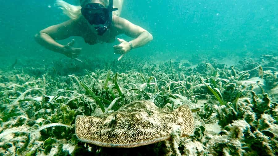 West Palm Beach: Beginner Snorkel Tour with Turtles & Videos - Key highlights worth planning for
